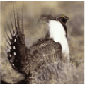 Sage Grouse Strutting, Wyoming