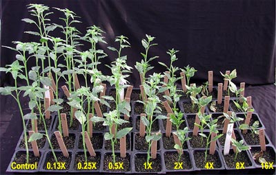 Plants treated with high glyphosate concentrations.