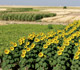 A variety of interplanted crops including sunflowers