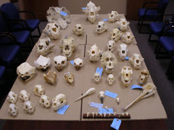 Illegal wildlife skulls seized during the Service investigation. Credit: USFWS