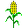 to heirloom corn