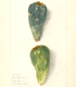 Opuntia sp. prickly pear