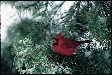 Cardinal in winter.  NRCS image.