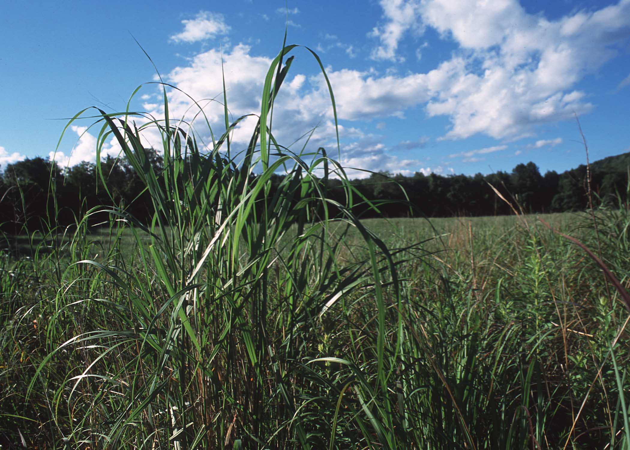 Grassland near Litchfield, Connecticut.