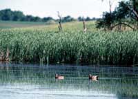 ducks in wetlands