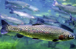 Photo: Rainbow trout.