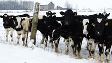 wintercows