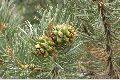 View a larger version of this image and Profile page for Pinus edulis Engelm.