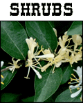 Shrubs