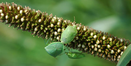 Stink Bug on Millet Trap Crop