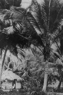 Photo: hut with a person in the doorway, surrounded by huge coconut trees.