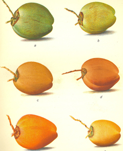 Color graphic showing six different colors of coconut.