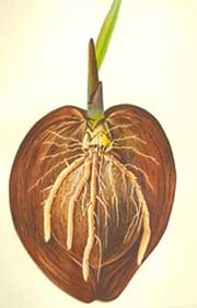 Color graphic showing the roots coming out of a coconut.