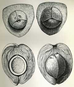 Drawing of coconuts showing the layers of a coconut.