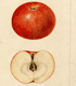 Malus domestica Adirondack