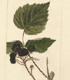 Rubus sp. Gault