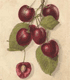 Prunus avium Lambert