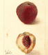 Prunus persica Bishop