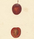 Prunus domestica Kicab