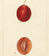 Prunus domestica Truro