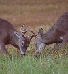 White-tailed deer fighting during rut.