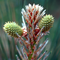 Genetics of Loblolly Pine