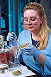 Cornell University graduate student performs extraction and analysis tests