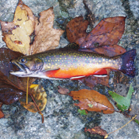 Southern Appalachian Trout Distribution in a Warmer Climate