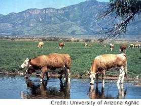 Livestock water use: Cows in a pond