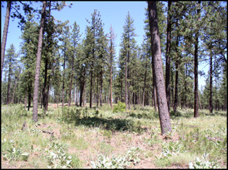 A Ponderosa Pine/Idaho fescue demonstration site on the Turnbull National Wildlife Refuge near Spokane.
