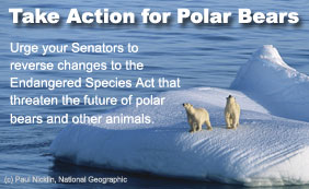Take Action for Polar Bears