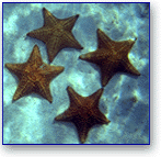 Chocolate chip sea stars