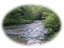 Image of a Virginia creek