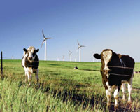 Cows and wing turbines.