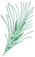 Rye Leaf