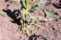 Damage to Corn