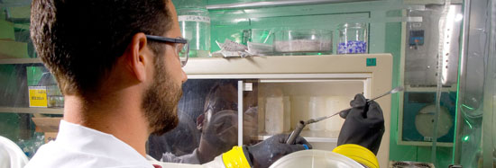 Researcher at work in EPA's Gulf Breeze, Florida lab.  This lab assesses the condition of coastal ecosystems in the Gulf of Mexico and analyzes changes to the ecological status of the Gulf.