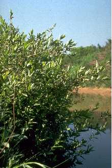 Photo of Salix ×cottetii Kern.