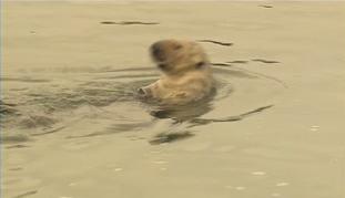image of sea otter from the video