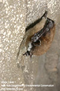 Bat with white nose syndrome hanging on a cave wall.