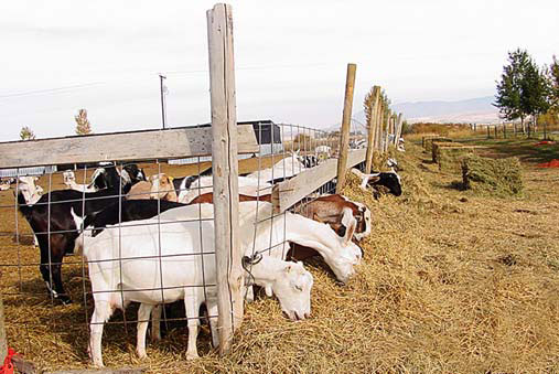 Photo of dairy goats eating straw.