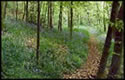 Natural path through wooded area