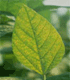 soybean leaf