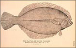 Winter Flounder