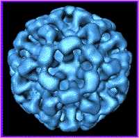 Electron microscopic image of Norwalk virus