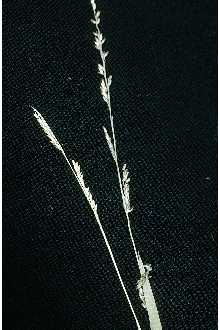 Photo of Panicum hemitomon Schult.