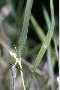 View a larger version of this image and Profile page for Panicum hemitomon Schult.