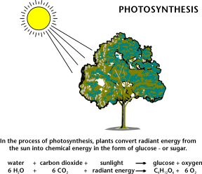 Photosynthesis. In the process of photosynthesis, plants convert radiant energy from the sun into chemical energy in the form of glucose or sugar.

Water plus carbon dioxide plus sunlight yields glucose plus oxygen. 

six water plus six carbon dioxide plus radiant energy yields sugar plus six oxygen.