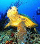 Loggerhead