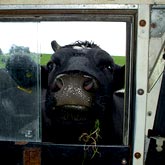 A friendly cow, taken by an employee of <b>Environmental Fieldwork</b> - a worker’s co-op that provide a countryside management service to local authorities and others